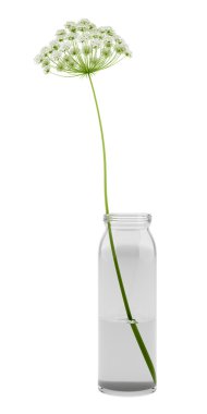 Beyaz arka plan üzerinde izole kavanoza yabani Havuç çiçek. 3D illus