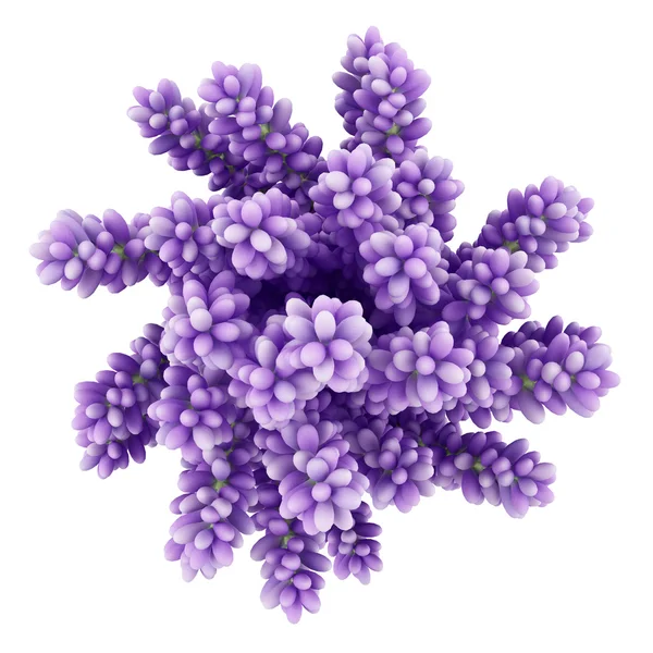 Vista superior de flores de altramuz púrpura en jarrón aislado en espalda blanca — Foto de Stock