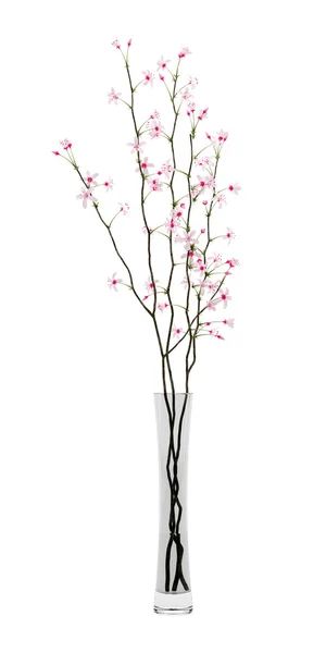 Flowering tree twigs in glass vase isolated on white background. — Stock Photo, Image