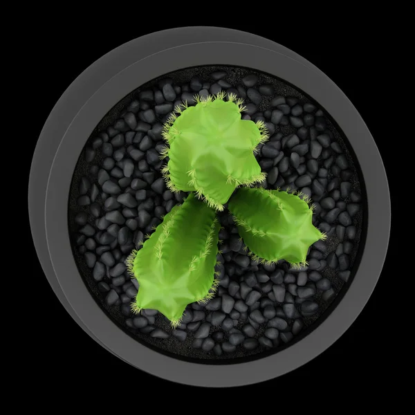 Ovansida av kaktus i kruka isolerad på svart bakgrund — Stockfoto