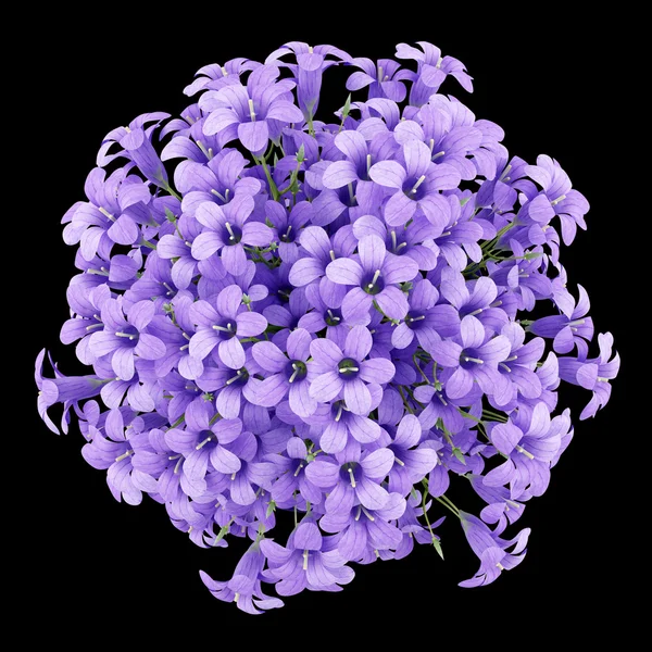 Top view of purple flowers in pot isolated on black background. — Stock Photo, Image