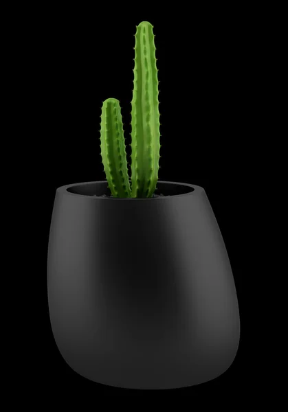 Cactus in pot isolated on black background — Stock Photo, Image
