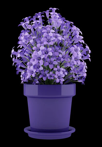 Purple flowers in pot isolated on black background. 3d illustrat — Stock Photo, Image