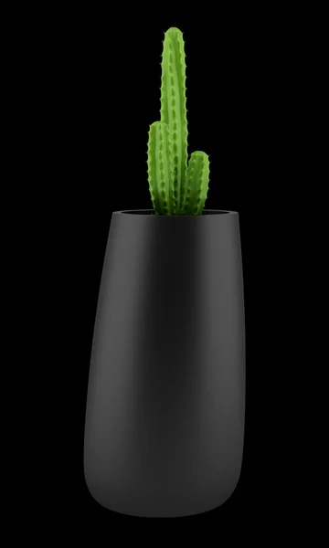 Cactus in pot isolated on black background — Stock Photo, Image