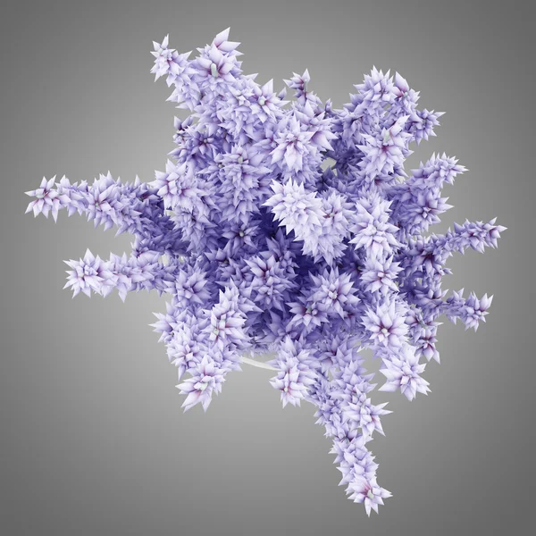 Вид зверху на фіолетові квіти люпину в скляній банці ізольовані на сірому — стокове фото