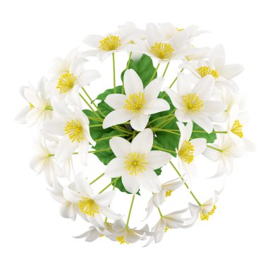 Üstten Görünüm çiçek Vazoda beyaz arka plan üzerinde izole. 3D hasta