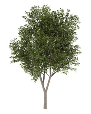 Beyaz arka plan üzerinde izole Avusturyalı meşe ağacı. 3D çizim