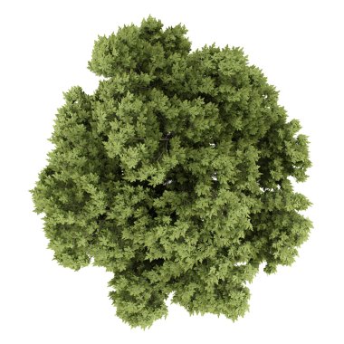 üstten görünüm beyaz arka plan üzerinde izole Avusturya ağaç meşe. 3D ben