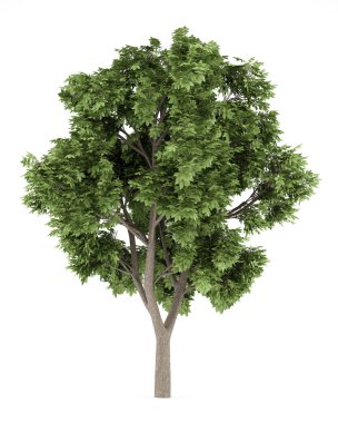 Çınar Akça ağaç beyaz arka plan üzerinde izole. 3D illustratio