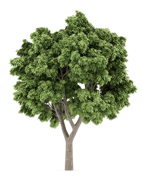 Sycamore esdoorn geïsoleerd op een witte achtergrond. 3D-illustratio — Stockfoto