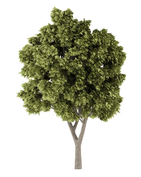 Çınar Akça ağaç beyaz arka plan üzerinde izole. 3D illustratio — Stok fotoğraf