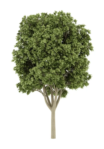 Gemeenschappelijke as boom geïsoleerd op een witte achtergrond. 3D illustratie — Stockfoto
