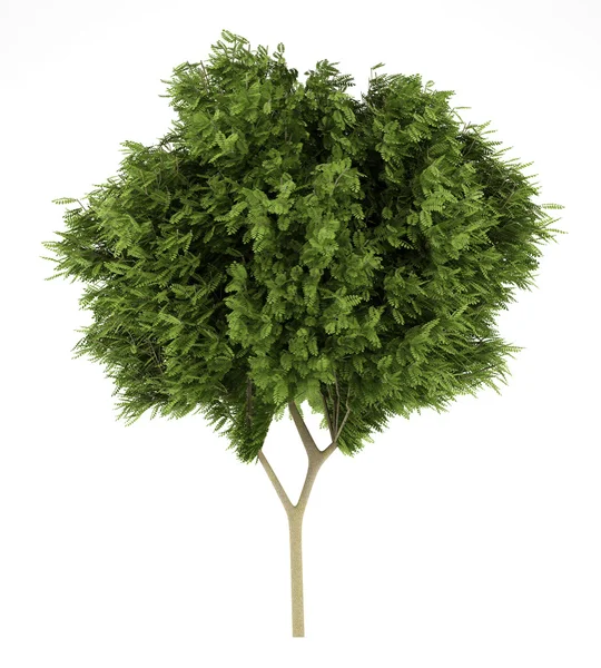 Árbol de langosta de miel aislado sobre fondo blanco. ilustración 3d — Foto de Stock