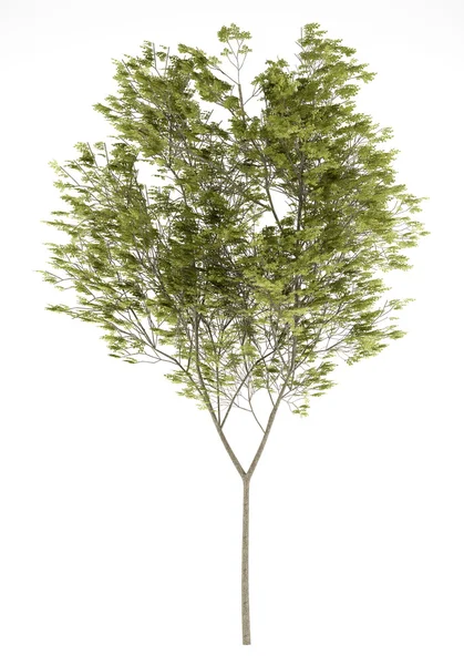 Faia comum árvore isolada em fundo branco. ilustração 3d — Fotografia de Stock