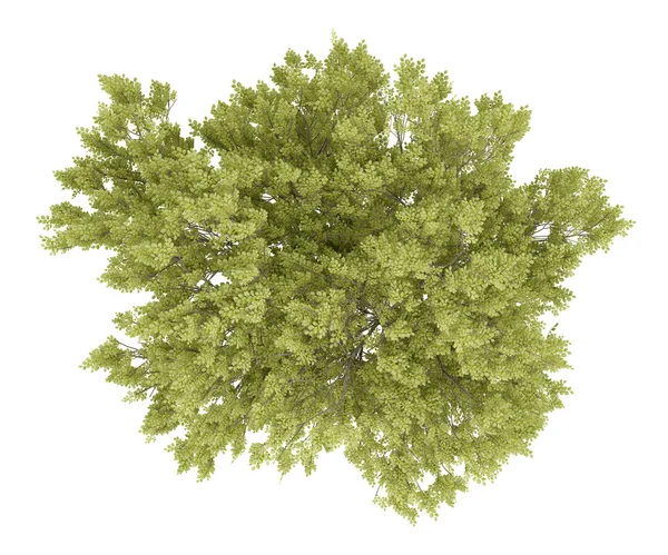 Κάτοψη του κοινή οξιά δέντρο που απομονώνονται σε λευκό φόντο. 3D μου — Φωτογραφία Αρχείου