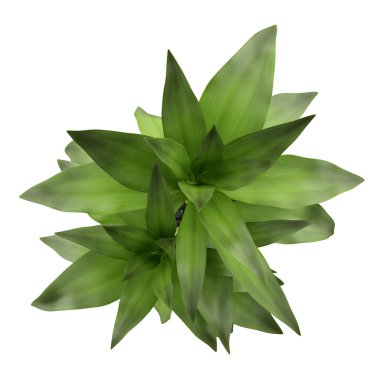 Bambu bitki aranjman beyaz zemin üzerine izole Üstten Görünüm