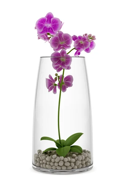 Fioletowy kwiat orchidei w szklanym wazonie na białym tle — Zdjęcie stockowe