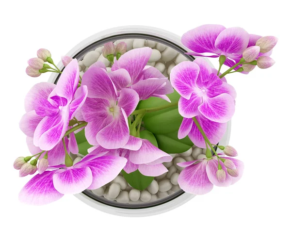 Вид зверху фіолетова квітка орхідеї в скляній вазі ізольовано на білому — стокове фото