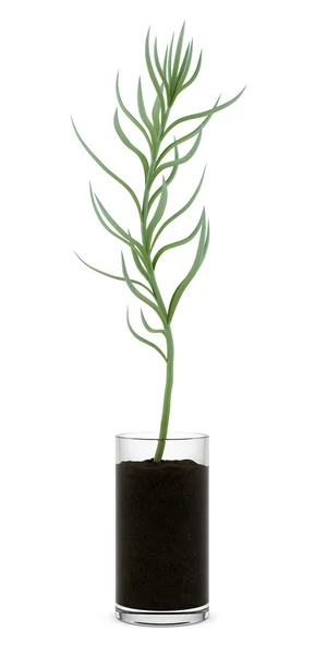 ガラス ポット白い背景で隔離の観葉植物 — ストック写真