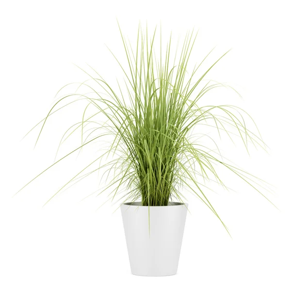 Potted houseplant isolated on white background — Stock Photo, Image