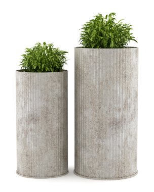 Beyaz arka plan üzerinde izole iki saksı houseplants