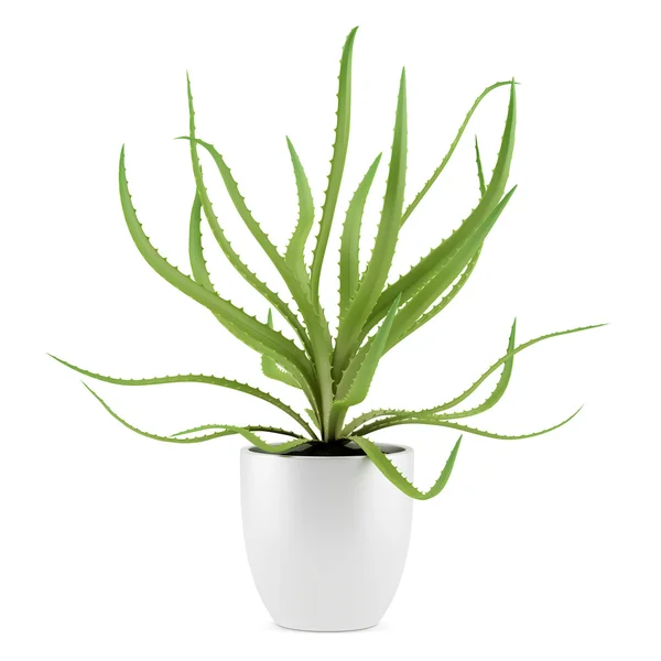 Aloe planta em vaso isolado sobre fundo branco — Fotografia de Stock