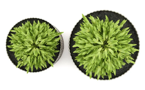 白い背景に分離された 2 つの鉢植え観葉植物の平面図 — ストック写真