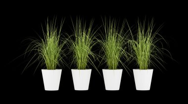 siyah arka plan üzerine izole dört saksı houseplants