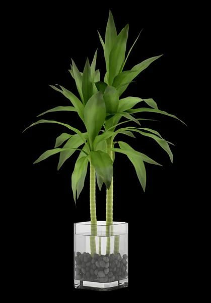 Plante de bambou dans un vase isolé sur fond noir — Photo