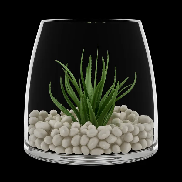 Roślina doniczkowa w szklanym wazonie izolowana na czarnym tle — Zdjęcie stockowe