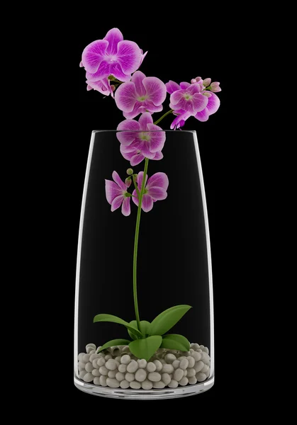 Purple orchid flower in glass vase isolated on black background — Stock Photo, Image