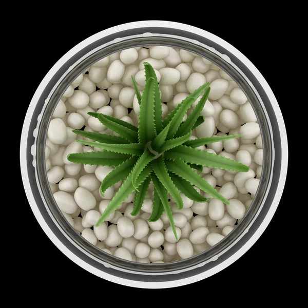 Top view of houseplant in glass vase isolated on black backgroun — Stock Photo, Image