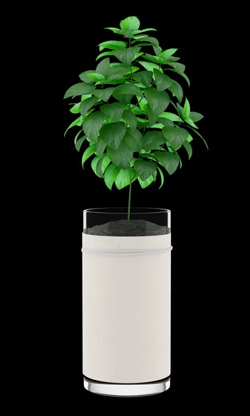 Planta de hortelã em vaso isolado no fundo preto — Fotografia de Stock