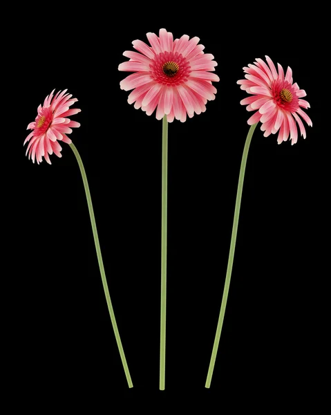 Roze gerbera's madeliefjes geïsoleerd op zwarte achtergrond — Stockfoto