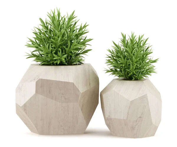 Zwei Zimmerpflanzen in Holztöpfen isoliert auf weißem Hintergrund — Stockfoto