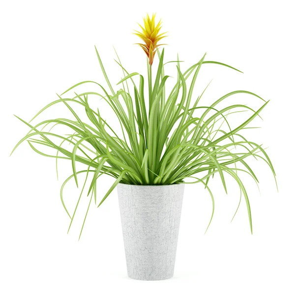 Planta guzmania em vaso isolado sobre fundo branco — Fotografia de Stock