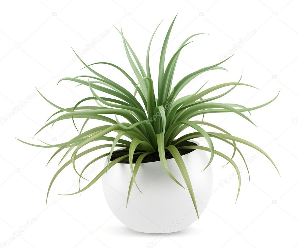 houseplant in pot isolated on white background