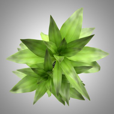 Bambu bitki üzerinde gri arka plan izole vazoda Üstten Görünüm