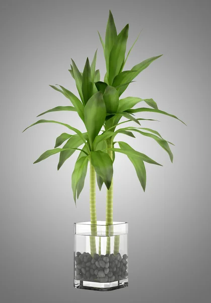 Planta de bambu em vaso isolado em fundo cinza — Fotografia de Stock