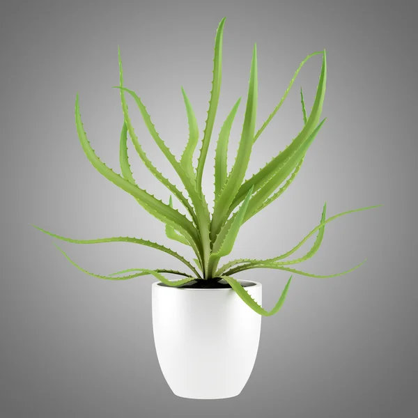 Aloe plant in pot isolated on gray background — Stock Photo, Image