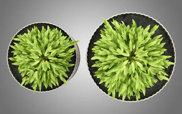 Κάτοψη του δύο φυτά σε γλάστρες εσωτερικού χώρου, απομονωμένη σε γκρι φόντο — Φωτογραφία Αρχείου