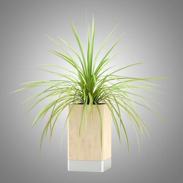 Houseplant in wooden pot isolated on gray background — Stock Photo, Image