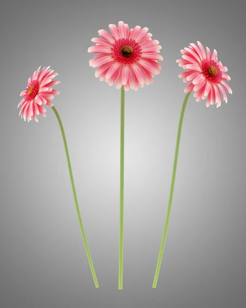 Roze gerbera's madeliefjes geïsoleerd op grijze achtergrond — Stockfoto