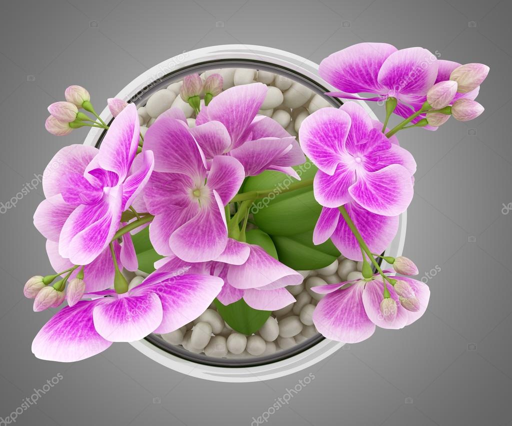 Top view of purple orchid flower in glass vase isolated on gray Stock Photo  by ©tiler84 56045675