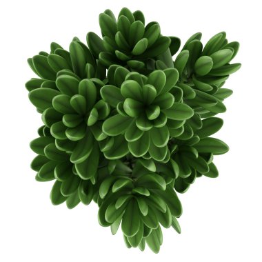 Beyaz arka plan üzerinde izole tencerede houseplant Üstten Görünüm