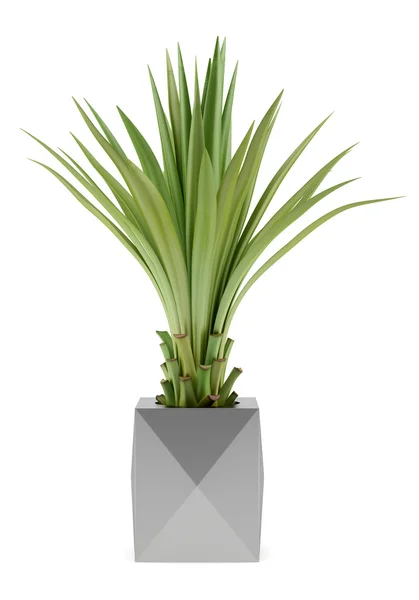 Potted palm tree isolated on white background — Stock Photo, Image