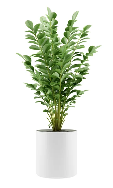 Krukväxt i potten isolerad på vit bakgrund — Stockfoto