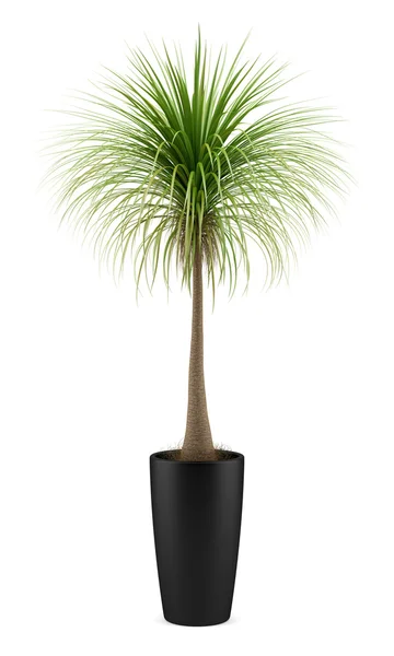 Potted palm tree isolated on white background — Stock Photo, Image