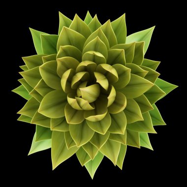 siyah arka plan üzerine izole tencerede houseplant Üstten Görünüm