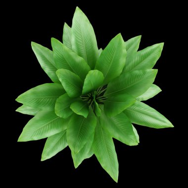 siyah arka plan üzerine izole tencerede houseplant Üstten Görünüm